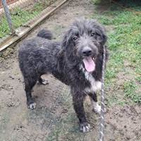 Memphis - verträglicher netter Rüde Memphis - verträglicher netter Rüde