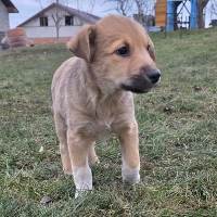 Milan, geb. Oktober 2025, Rumänien