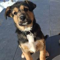 Mochito, geb. Oktober 2025, Rumänien - Welpe Mochito, geb. Oktober 2025, Rumänien - Welpe