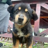 Paw, geb. 2012, Rumänien Paw, geb. 2012, Rumänien