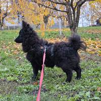 Pupy, geb. Februar 2025, junger Rüde Pupy, geb. Februar 2025, junger Rüde