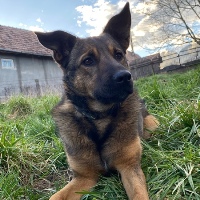 Rex, geb. 2021, Rumänien