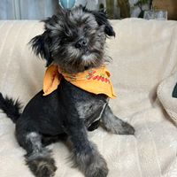 Santiago, geb. September 2025, Rumänien