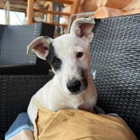 Sparow, geb. Juni 2025, Welpe