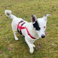 Sparow, geb. Juni 2025, Pflegestelle in 22587 Hamburg Sparow, geb. Juni 2025, Pflegestelle in 22587 Hamburg