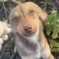 Tudor, geb. Juli 2025, Rumänien Tudor, geb. Juli 2025, Rumänien