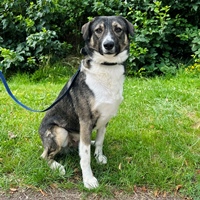 Wolf, geb. Januar 2022, Pflegestelle in 49326 Melle
