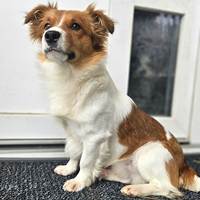 Zucky, geb. Februar 2025, Rumänien Zucky, geb. Februar 2025, Rumänien