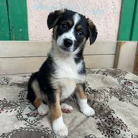 Aaron, geb. November 2025, Rumänien Aaron, geb. November 2025, Rumänien