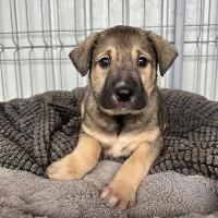 Antoine, geb. 11.2025, Rumänien Antoine, geb. 11.2025, Rumänien