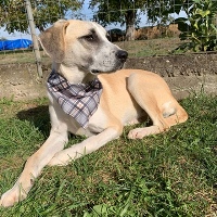 Arico, geb. November 2022, Rumänien - junger Rüde Arico, geb. November 2022, Rumänien - junger Rüde