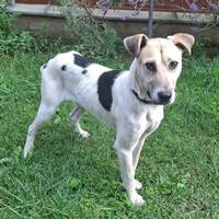 Bronx, geb. Juli 2025, Rumänien