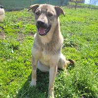 Camil - toller junger Rüde Camil - toller junger Rüde