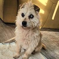 Grampy, geb. Februar 2015, Rumänien ♥