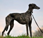 Galgo 1