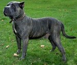 Perro de Presa Canario 1